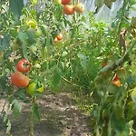 Ostoja Kamionki דירה