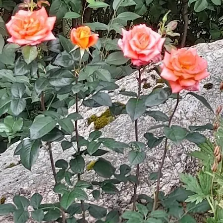 Ostoja Kamionki 아파트