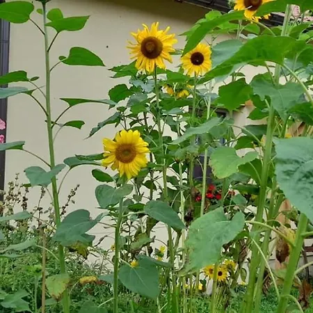 Ostoja Kamionki * 기지크코