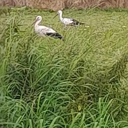 Ostoja Kamionki 아파트