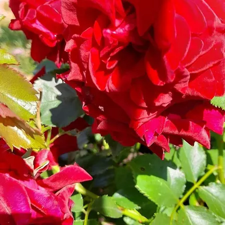 아파트 Ostoja Kamionki *