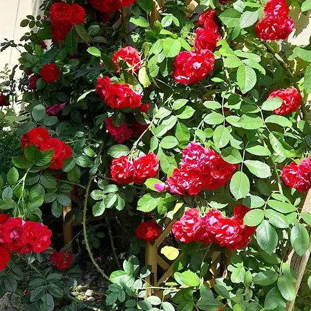 Ostoja Kamionki 아파트 기지크코