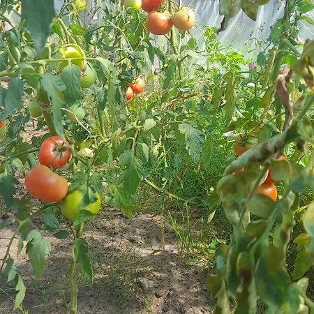 Ostoja Kamionki 아파트