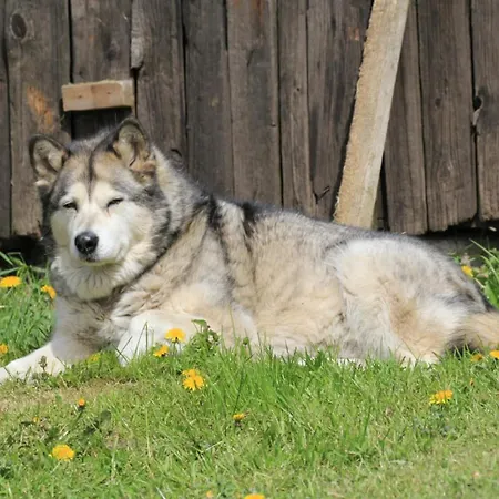 아파트 Ostoja Kamionki