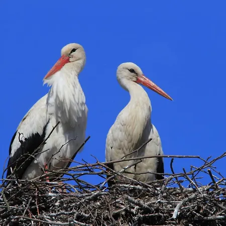 아파트 Ostoja Kamionki